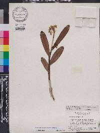 Epidendrum anceps image