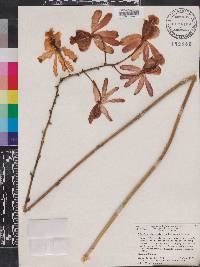 Schomburgkia tibicinis image