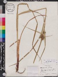 Carex lupuliformis image