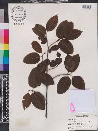 Viburnum cassinoides image