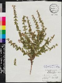 Scutellaria galericulata image