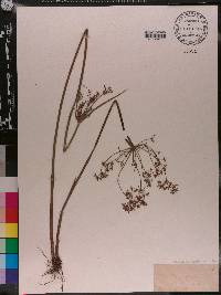 Cyperus haspan image