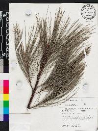 Casuarina equisetifolia image