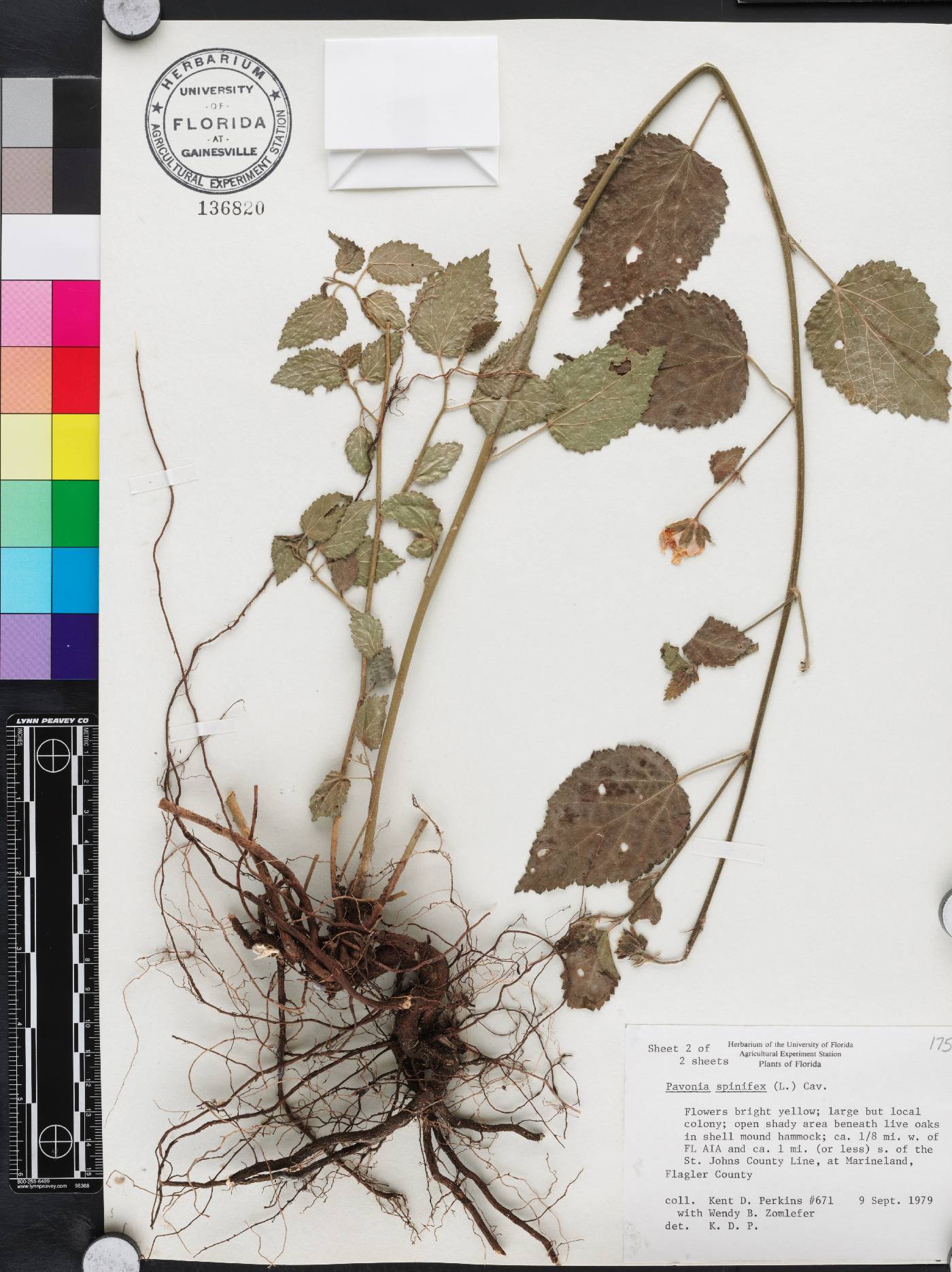 Pavonia spinifex image