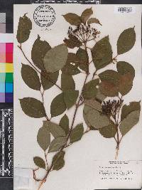 Viburnum cassinoides image