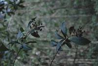 Ardisia escallonioides image