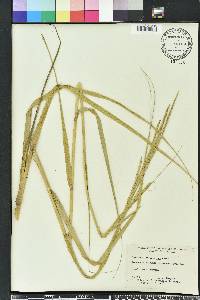 Spartina alterniflora image