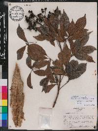 Vitex quinata image