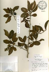 Ximenia americana image