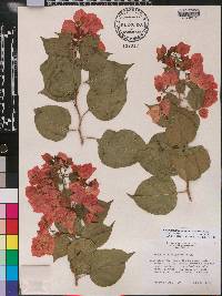 Bougainvillea buttiana image