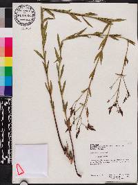 Rhexia alifanus image
