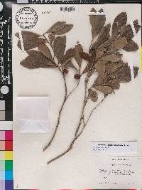 Diospyros tetrasperma image