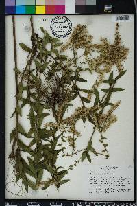 Solidago odora var. chapmanii image