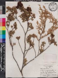 Chamaecyparis thyoides image