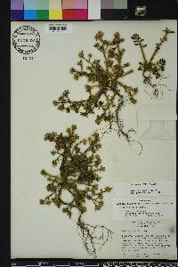 Portulaca amilis image