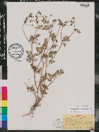 Chaerophyllum procumbens image