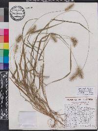 Setaria corrugata image