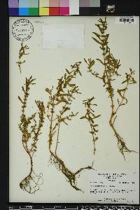 Rotala ramosior image