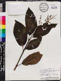 Miconia calvescens image