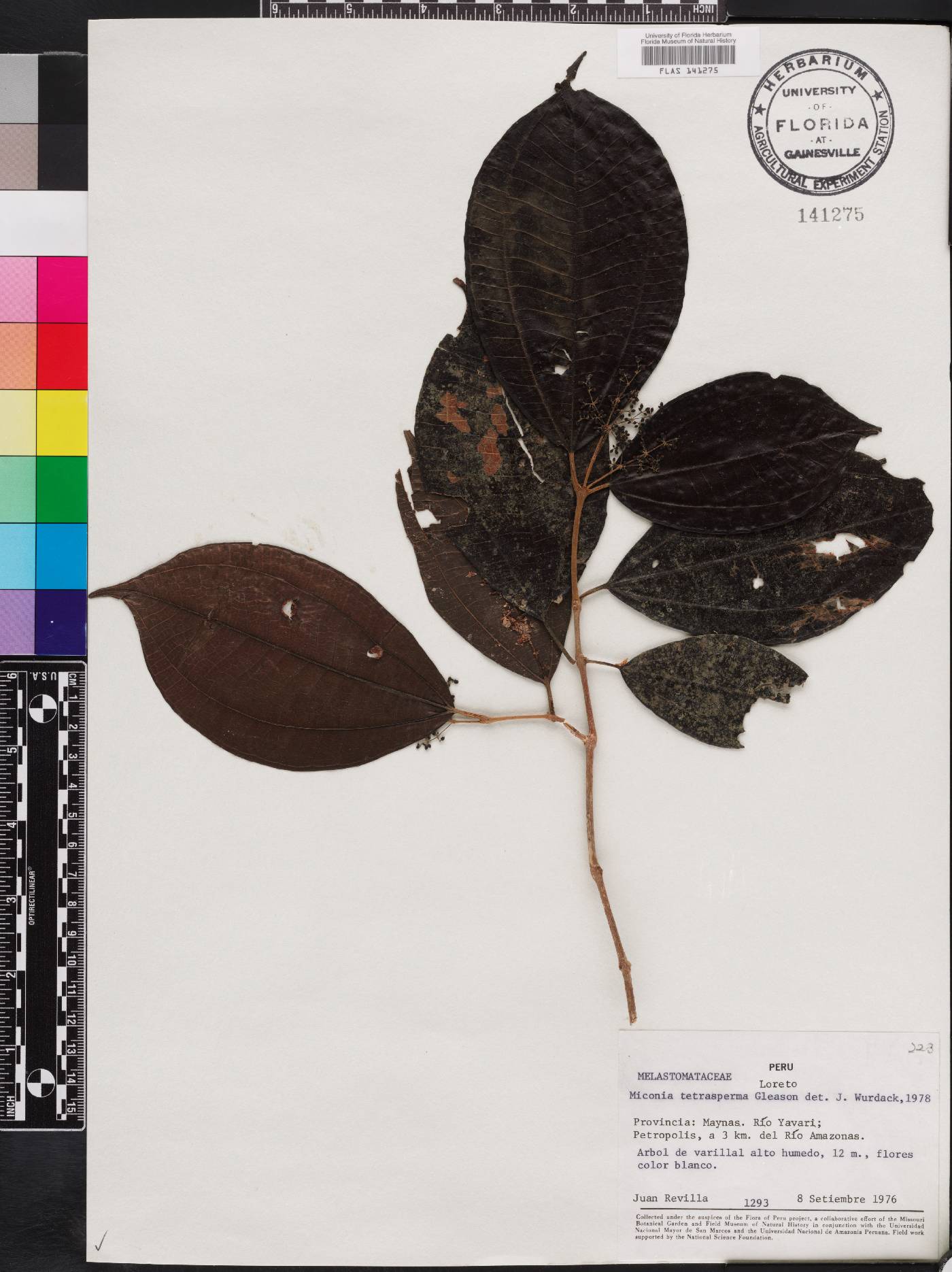 Miconia tetrasperma image