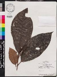 Miconia triplinervis image