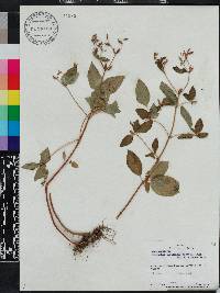 Schwackaea cupheoides image