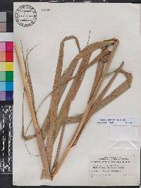 Phragmites karka image