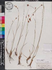Rhynchospora grayi image