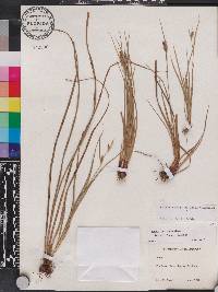 Carex dasycarpa image