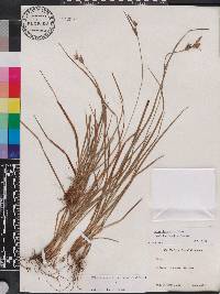 Carex dasycarpa image