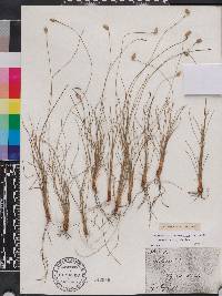 Fimbristylis monostachya image