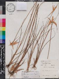 Rhynchospora latifolia image