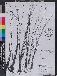 Eleocharis fallax image