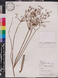 Cyperus haspan image