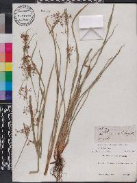Rhynchospora miliacea image