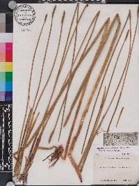 Eleocharis equisetoides image