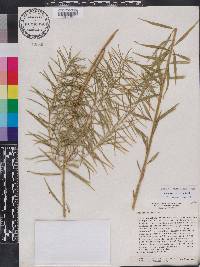 Amsonia ciliata image