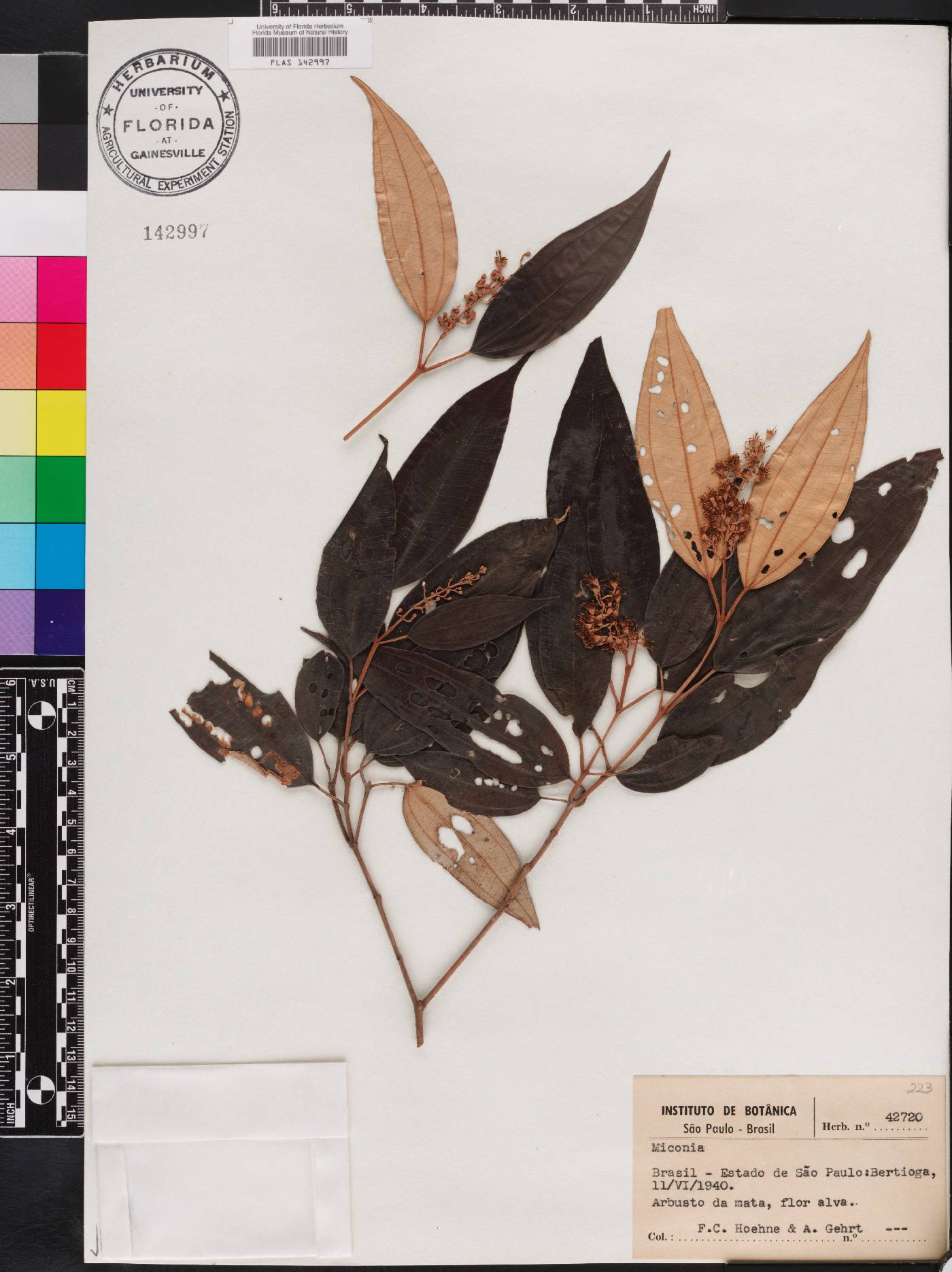 Miconia cubatanensis image