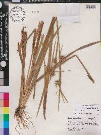 Carex lonchocarpa image