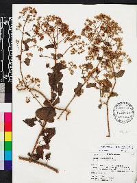 Mikania microptera image