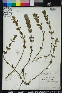 Bacopa caroliniana image