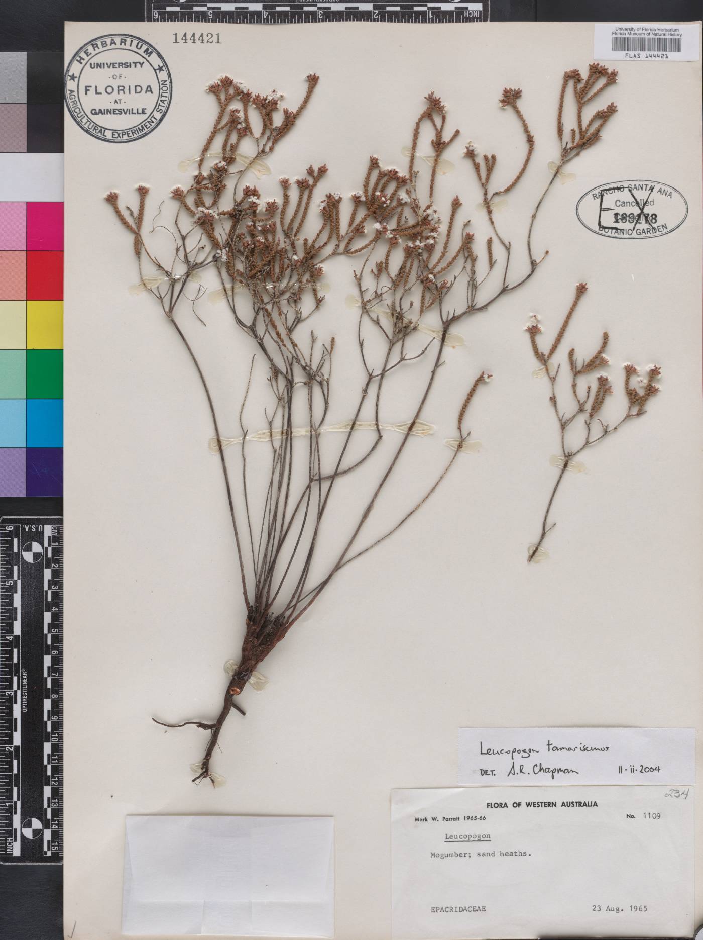 Leucopogon tamariscinus image