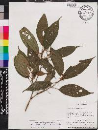 Miconia rubescens image