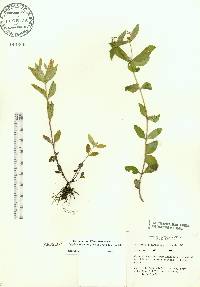 Spigelia loganioides image