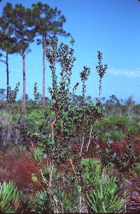 Lyonia fruticosa image