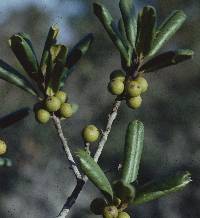 Ilex opaca var. arenicola image