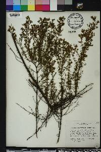 Hypericum brachyphyllum image