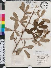 Rubus cuneifolius image