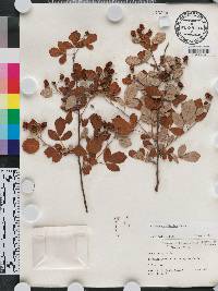 Rubus cuneifolius image