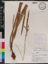 Eleutherine bulbosa image